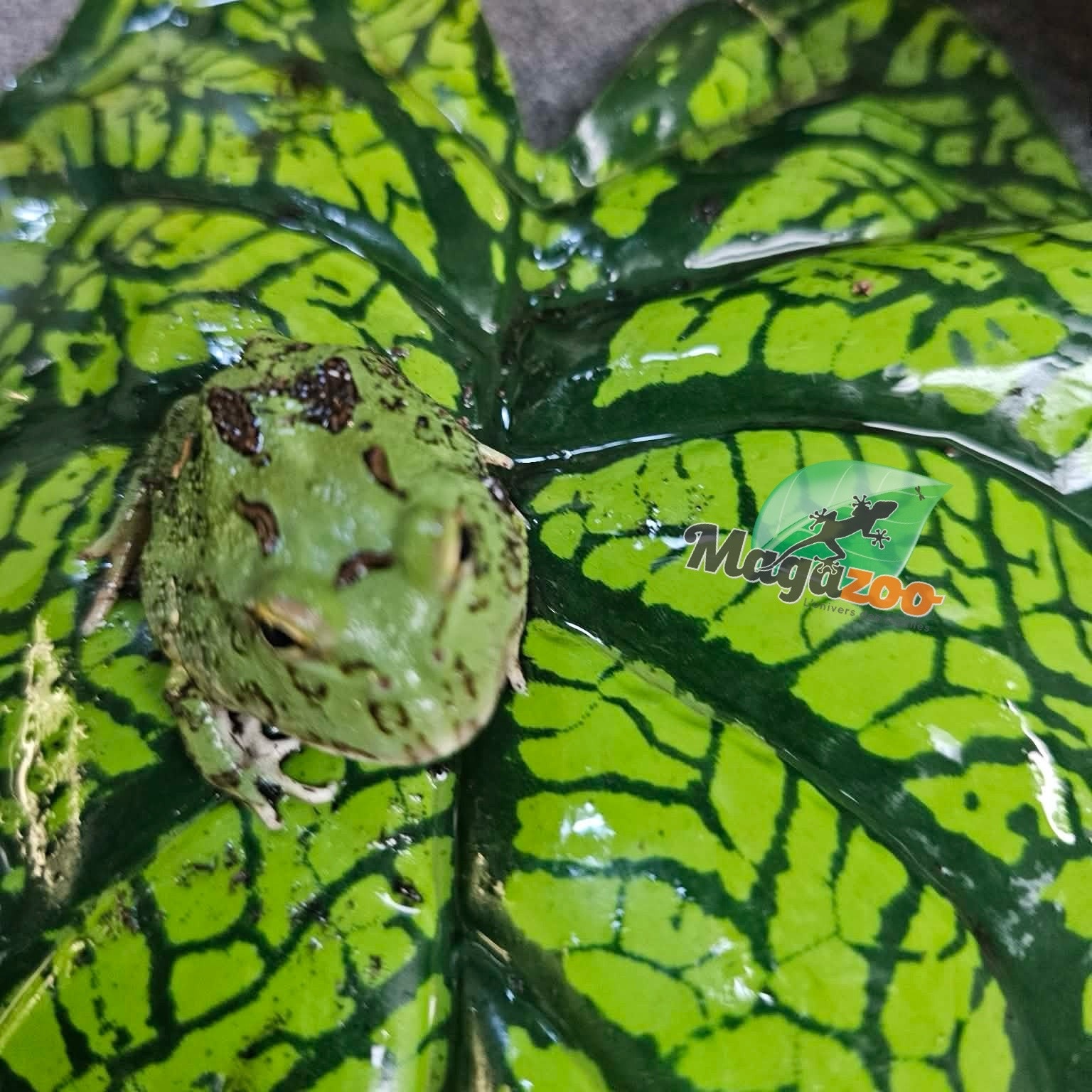 Magazoo Matcha Green horned frog (PacMan)