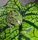 Magazoo Matcha Green horned frog (PacMan)