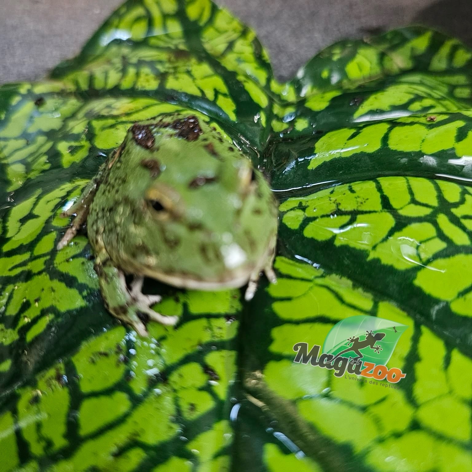 Magazoo Matcha Green horned frog (PacMan)