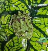 Magazoo Grenouille Cornue d'Argentine Matcha (Pac Man)