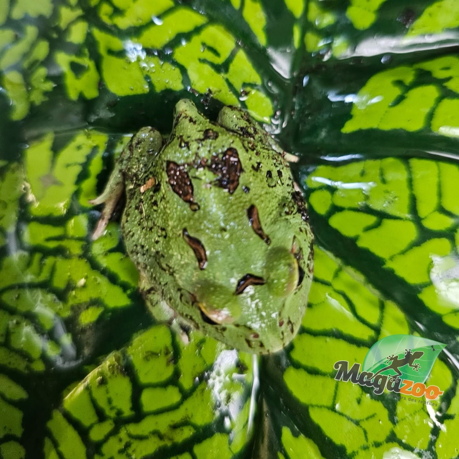 Magazoo Grenouille Cornue d'Argentine Matcha (Pac Man)