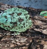 Magazoo Blue Peppermint Horned frog (PacMan)