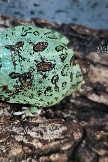 Magazoo Blue Peppermint Horned frog (PacMan)
