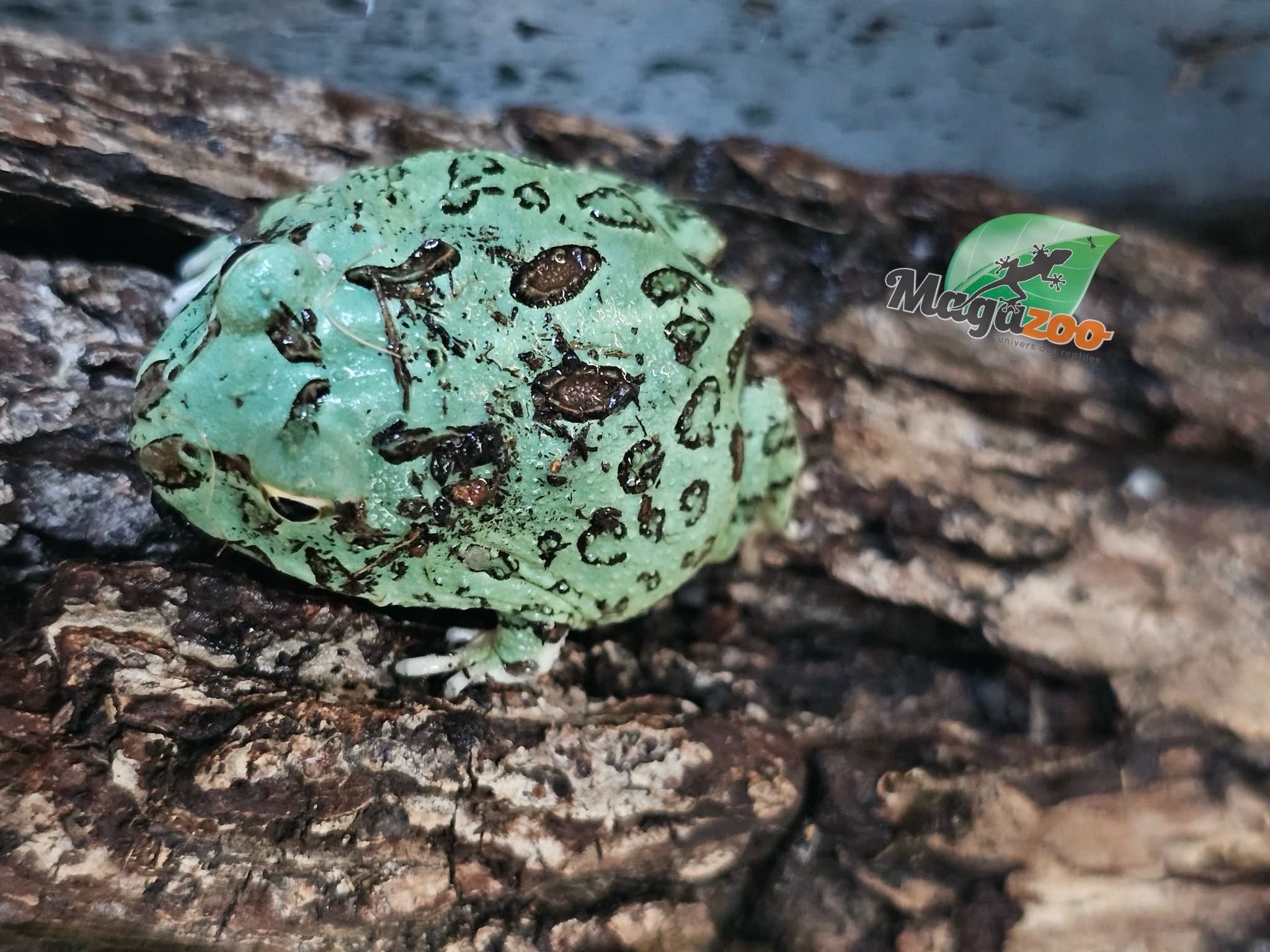 Magazoo Blue Peppermint Horned frog (PacMan)