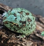 Magazoo Blue Peppermint Horned frog (PacMan)