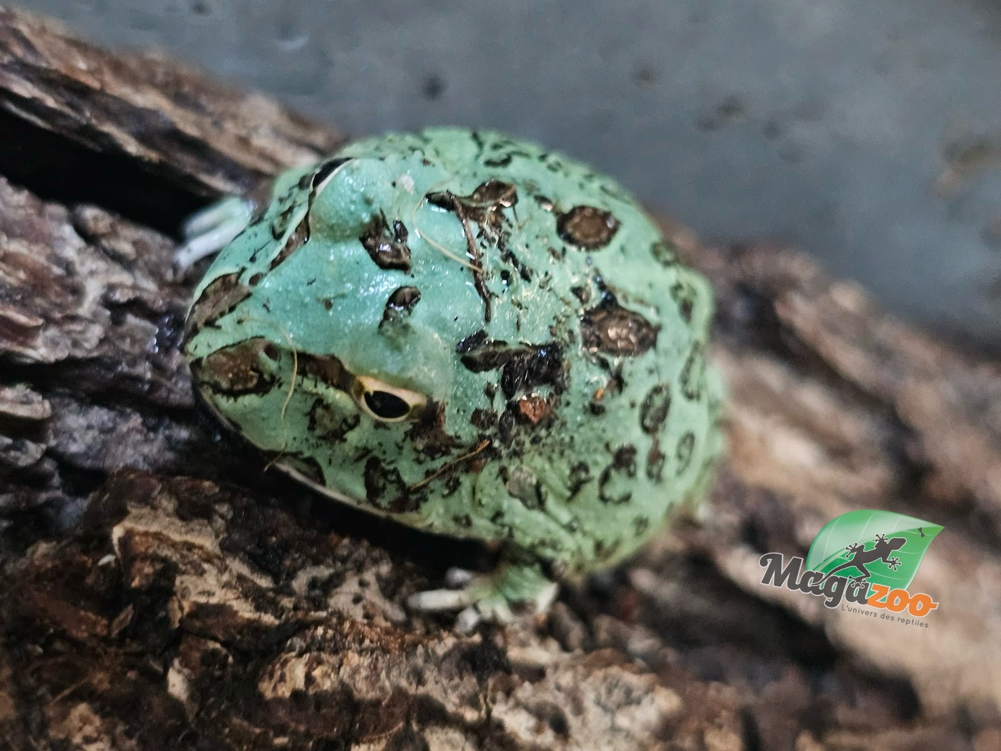 Magazoo Grenouille cornue d'Argentine Blue Peppermint (pac man)