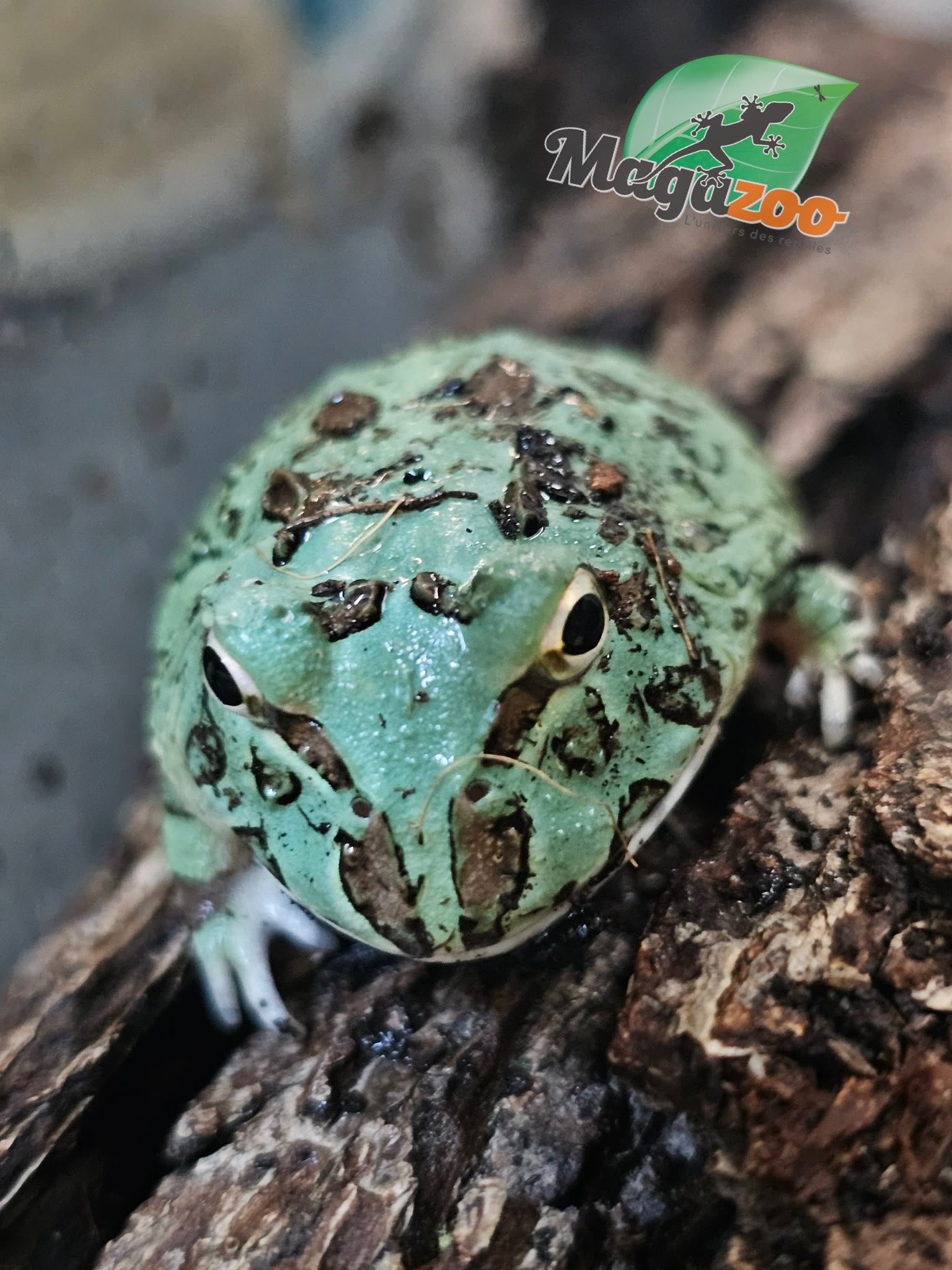 Magazoo Blue Peppermint Horned frog (PacMan)