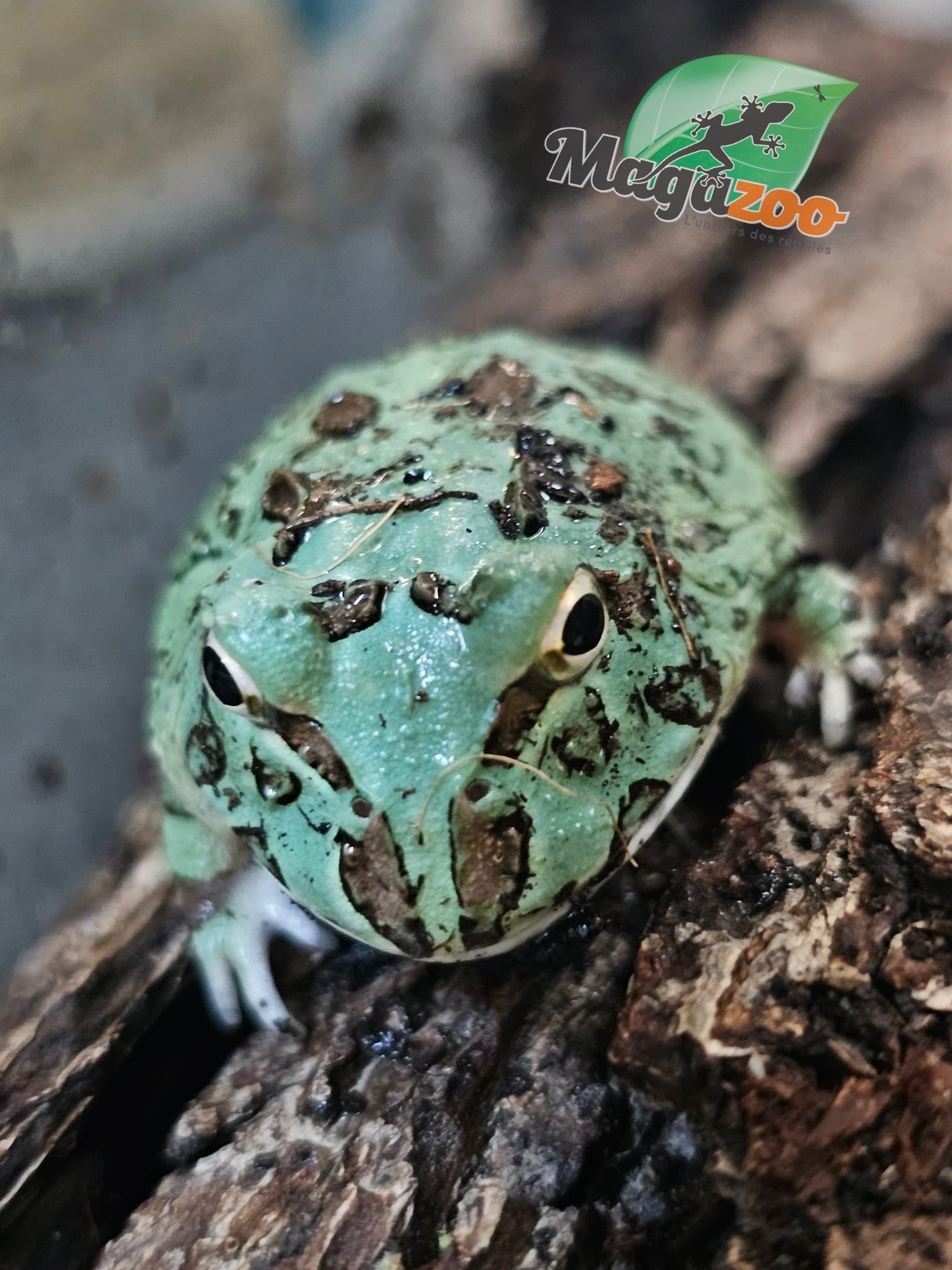 Magazoo Grenouille cornue d'Argentine Blue Peppermint (pac man)