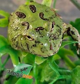 Magazoo Green horned frog (PacMan) (Pac Man)