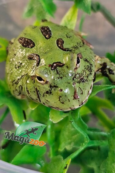 Magazoo Green horned frog (PacMan) (Pac Man)