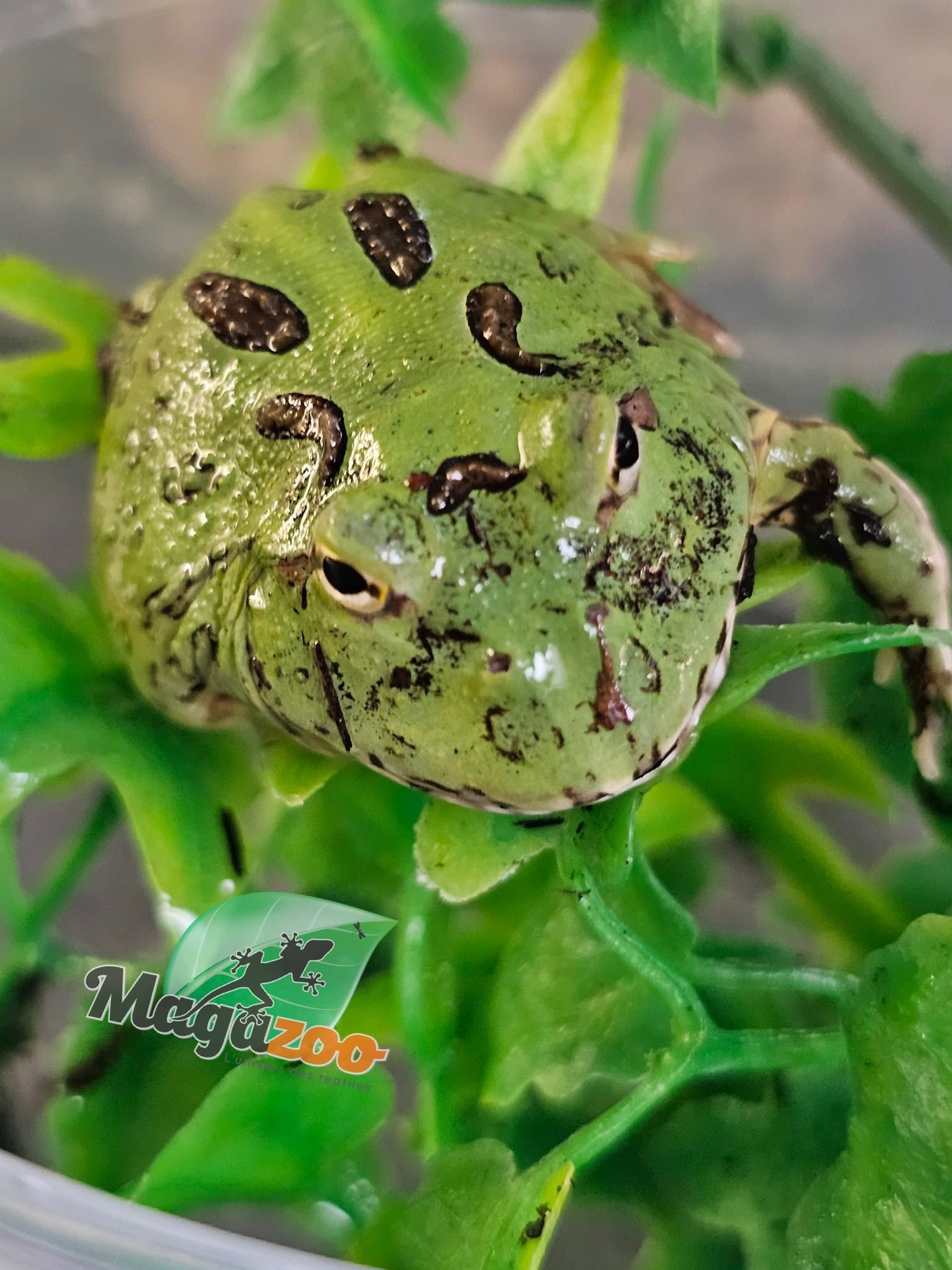 Magazoo Green horned frog (PacMan) (Pac Man)