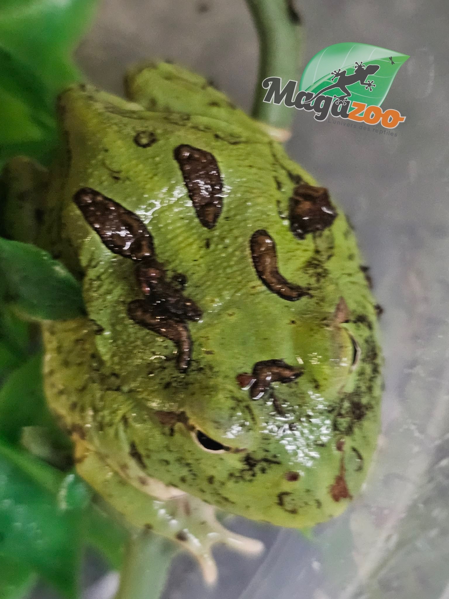 Magazoo Grenouille Cornue d'Argentine Verte (Pac Man)