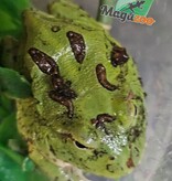 Magazoo Green horned frog (PacMan) (Pac Man)