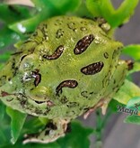 Magazoo Grenouille Cornue d'Argentine Verte (Pac Man)