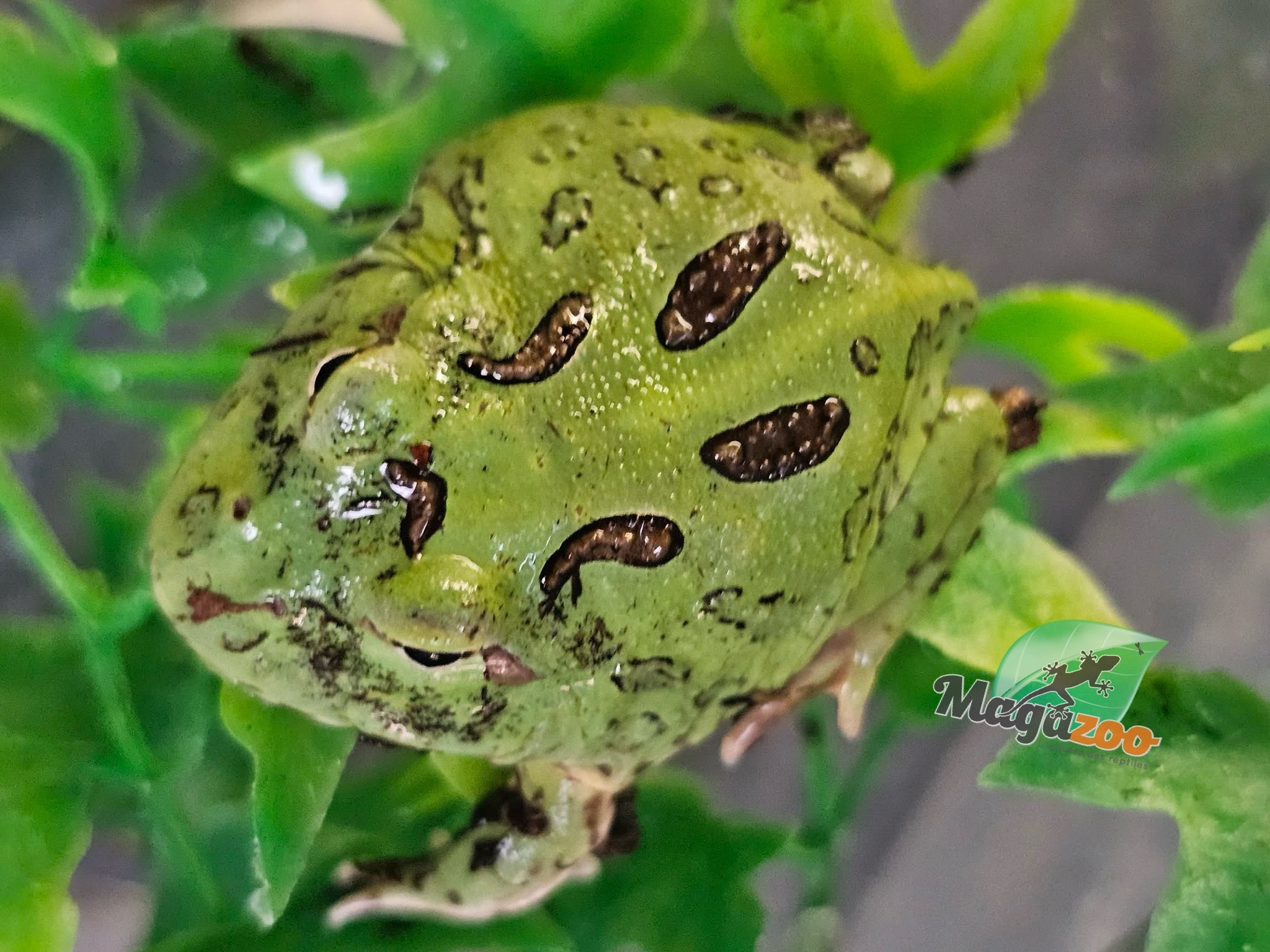 Magazoo Green horned frog (PacMan) (Pac Man)
