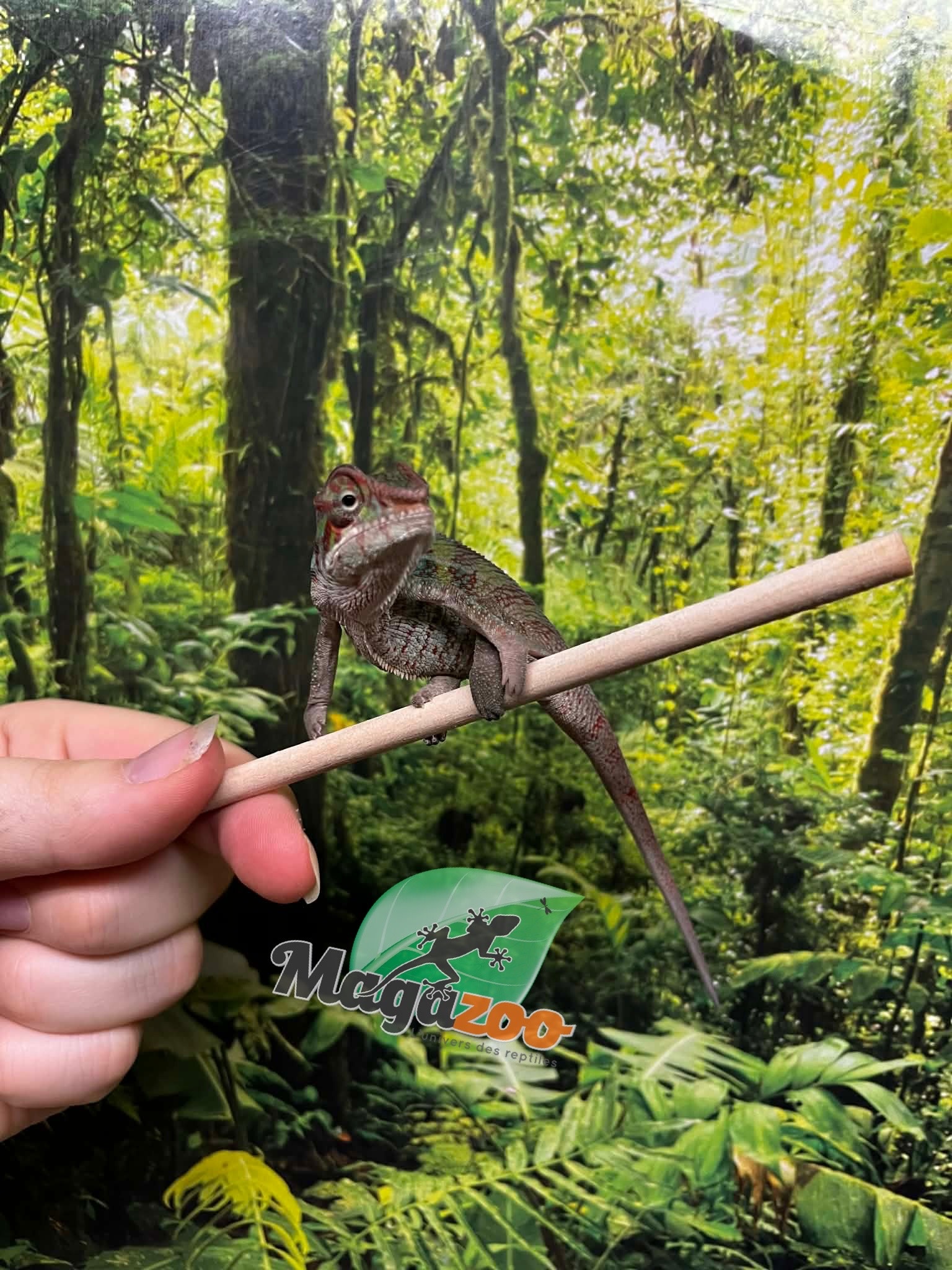 Magazoo Male Ambilobe Panther chameleon Born in August 2025