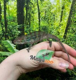 Magazoo Male Ambilobe Panther chameleon Born in August 2025