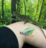 Magazoo Male Ambilobe Panther chameleon Born in August 2025