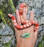 Magazoo Male Albino Tricolor Honduran Milk Snake 07/22/25