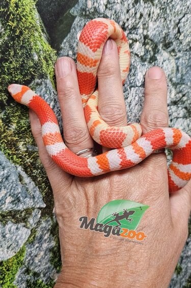 Magazoo Male Albino Tricolor Honduran Milk Snake 07/22/25