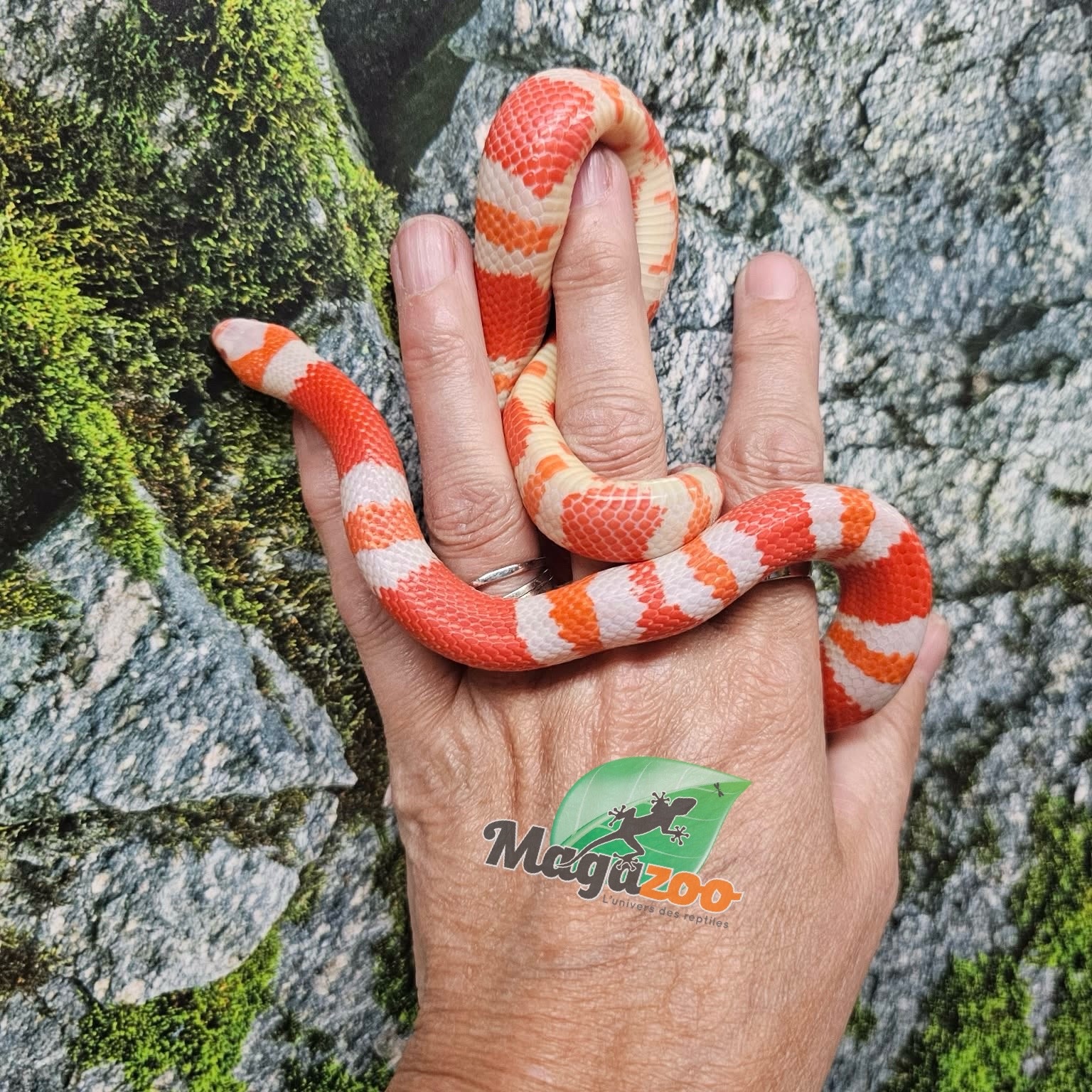 Magazoo Serpent laitier Tangerine Honduras Albino Mâle 22/07/25
