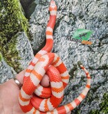 Magazoo Serpent laitier Tangerine Honduras Albino Mâle 22/07/25