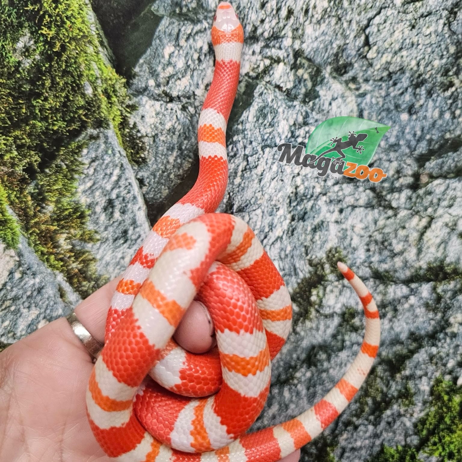 Magazoo Male Albino Tricolor Honduran Milk Snake 07/22/25