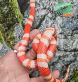 Magazoo Serpent laitier Tangerine Honduras Albino Mâle 22/07/25