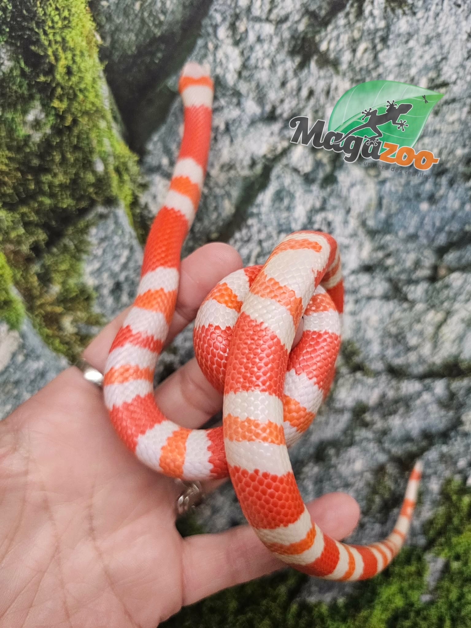 Magazoo Serpent laitier Tangerine Honduras Albino Mâle 22/07/25