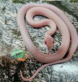 Magazoo Female Tessera Blizzard Corn Snake (possible White out) 07/27/25