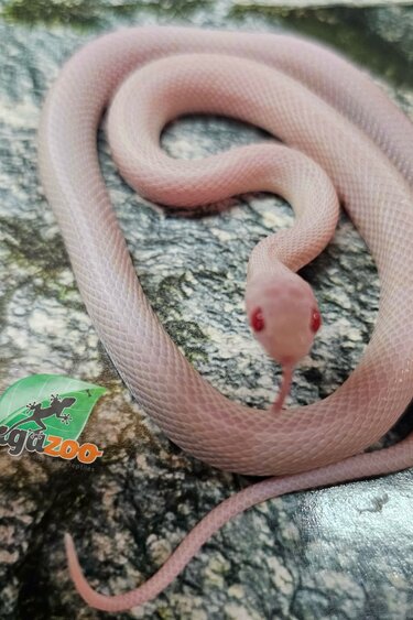 Magazoo Serpent des blés Tessera Blizzard femelle (possible White out) 27/07/25