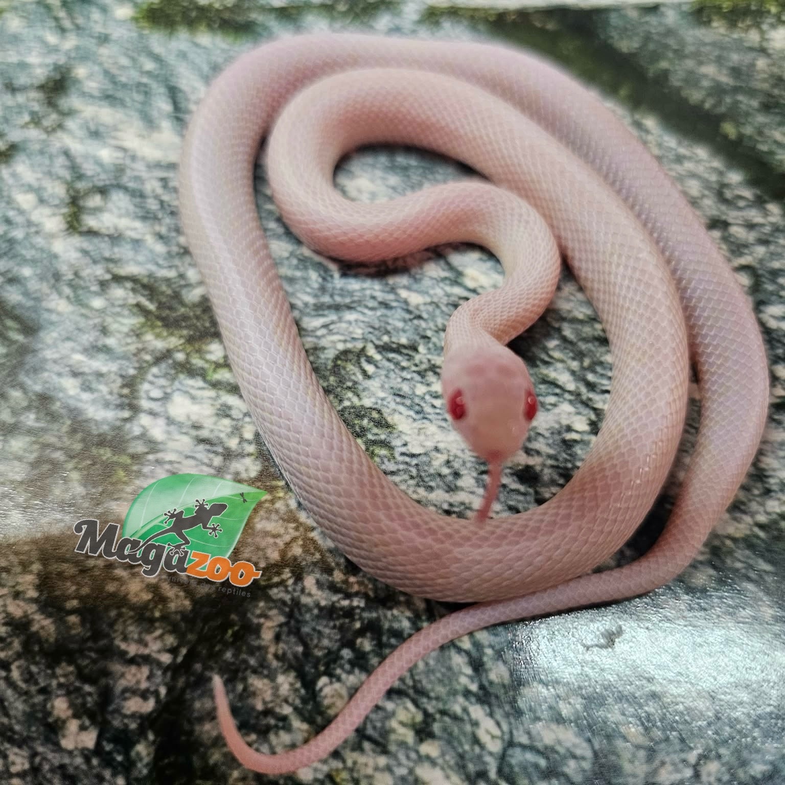 Magazoo Female Tessera Blizzard Corn Snake (possible White out) 07/27/25
