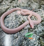 Magazoo Female Tessera Blizzard Corn Snake (possible White out) 07/27/25