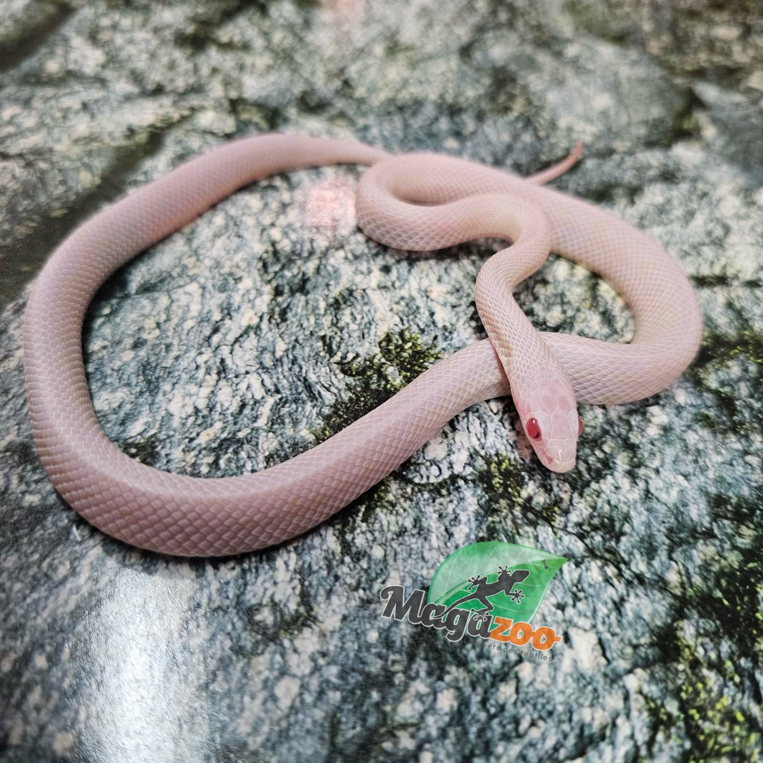 Magazoo Female Tessera Blizzard Corn Snake (possible White out) 07/27/25