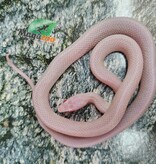 Magazoo Female Tessera Blizzard Corn Snake (possible White out) 07/27/25