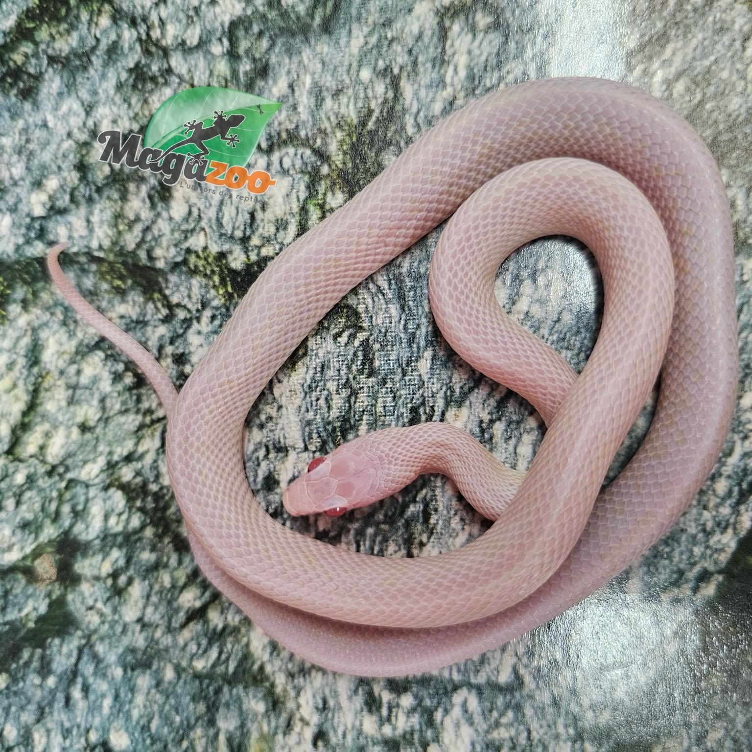 Magazoo Serpent des blés Tessera Blizzard femelle (possible White out) 27/07/25