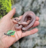 Magazoo Serpent des blés Pewter Motley-Stripe Femelle 2/7/25