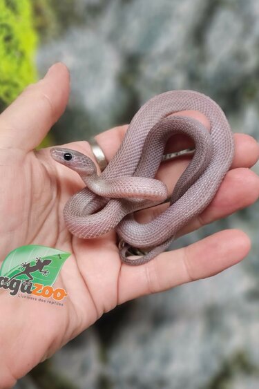 Magazoo Female Pewter Motley-Stripe Corn snake 07/02/25