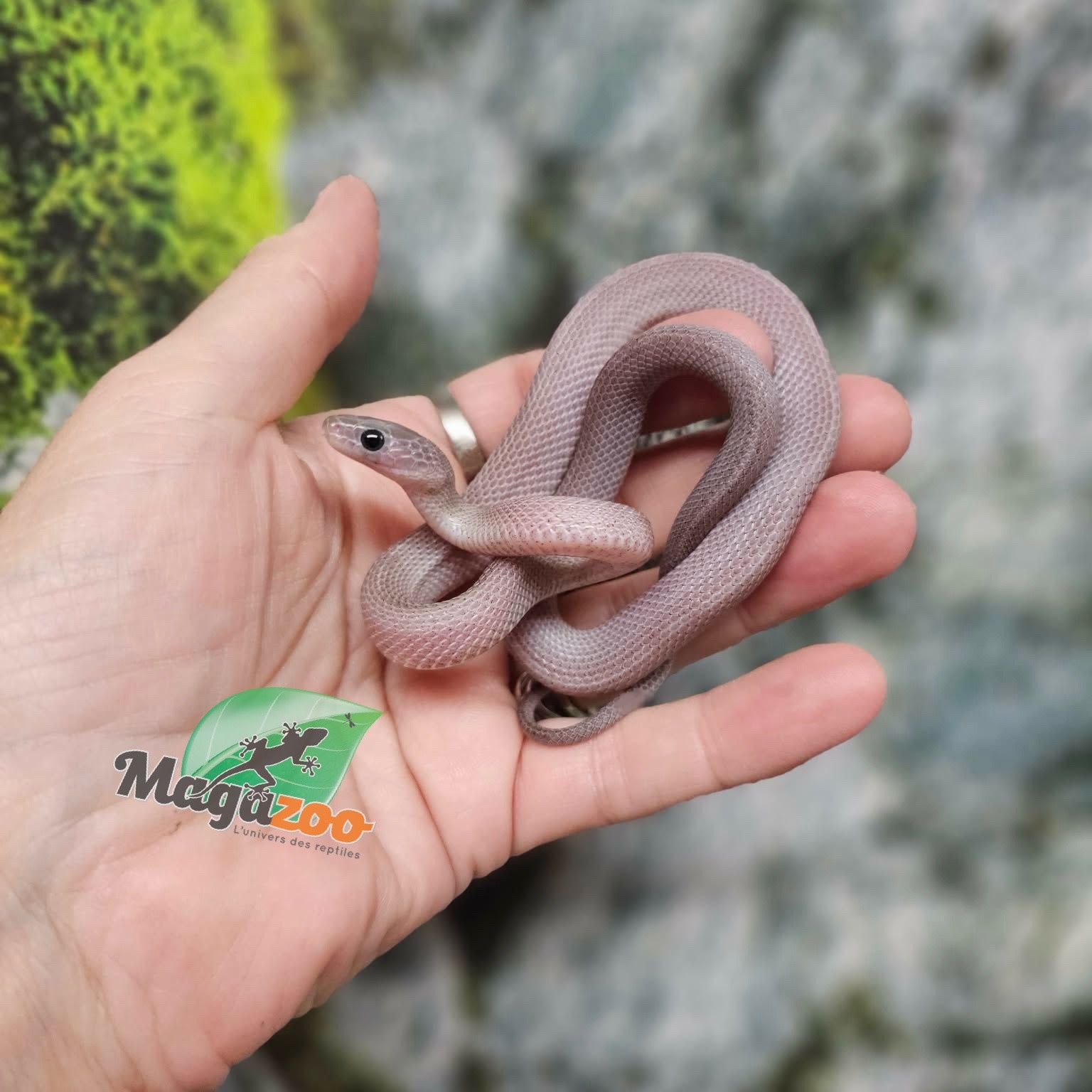 Magazoo Female Pewter Motley-Stripe Corn snake 07/02/25