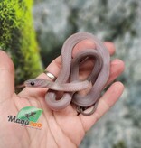 Magazoo Serpent des blés Pewter Motley-Stripe Femelle 2/7/25