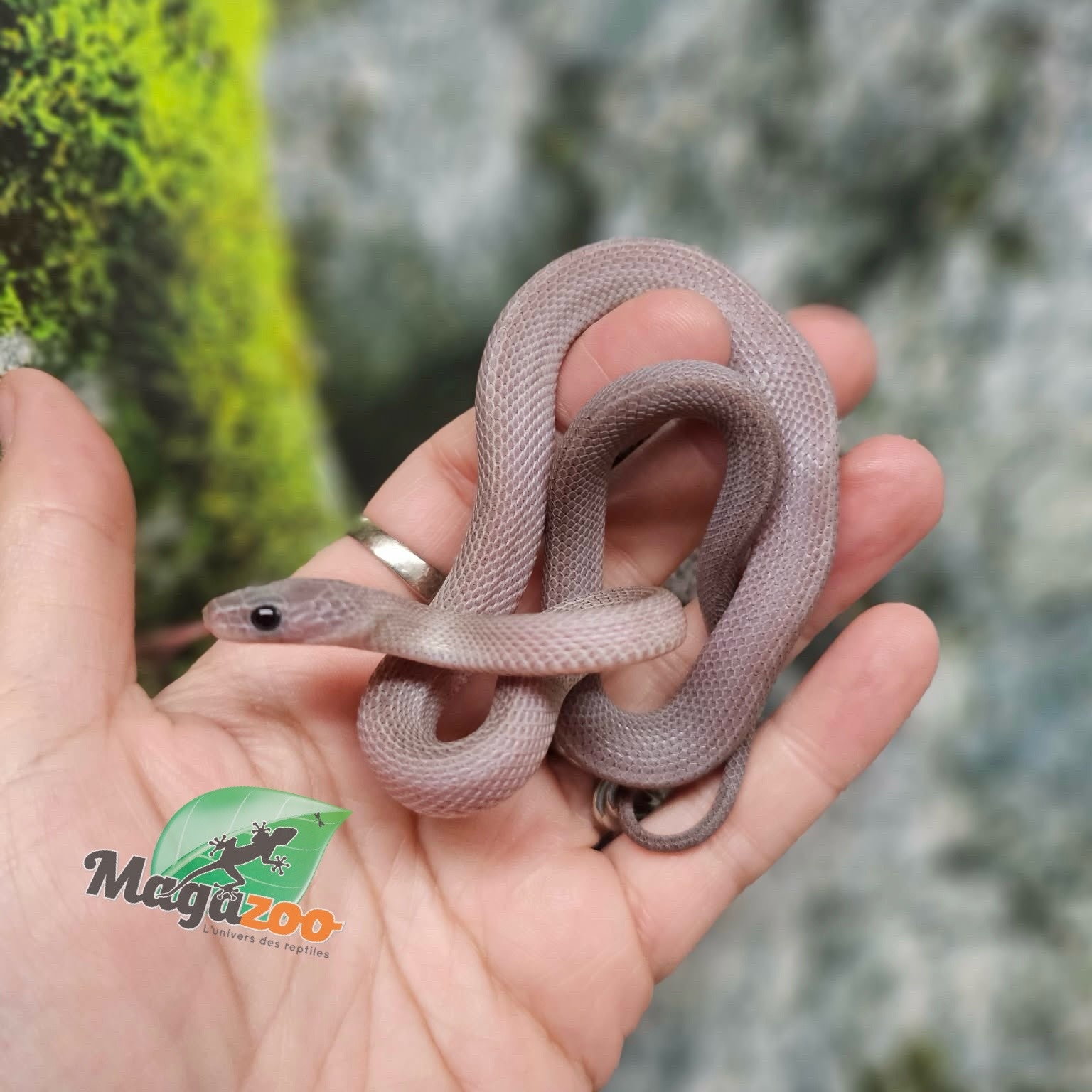 Magazoo Female Pewter Motley-Stripe Corn snake 07/02/25