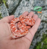 Magazoo Serpent des Blés Amel Motley femelle 21/6/25