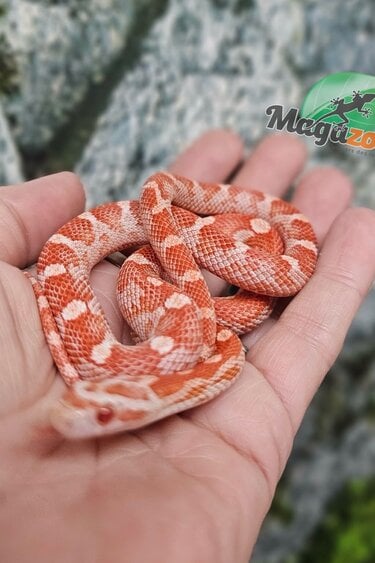 Magazoo Serpent des Blés Amel Motley femelle 21/6/25