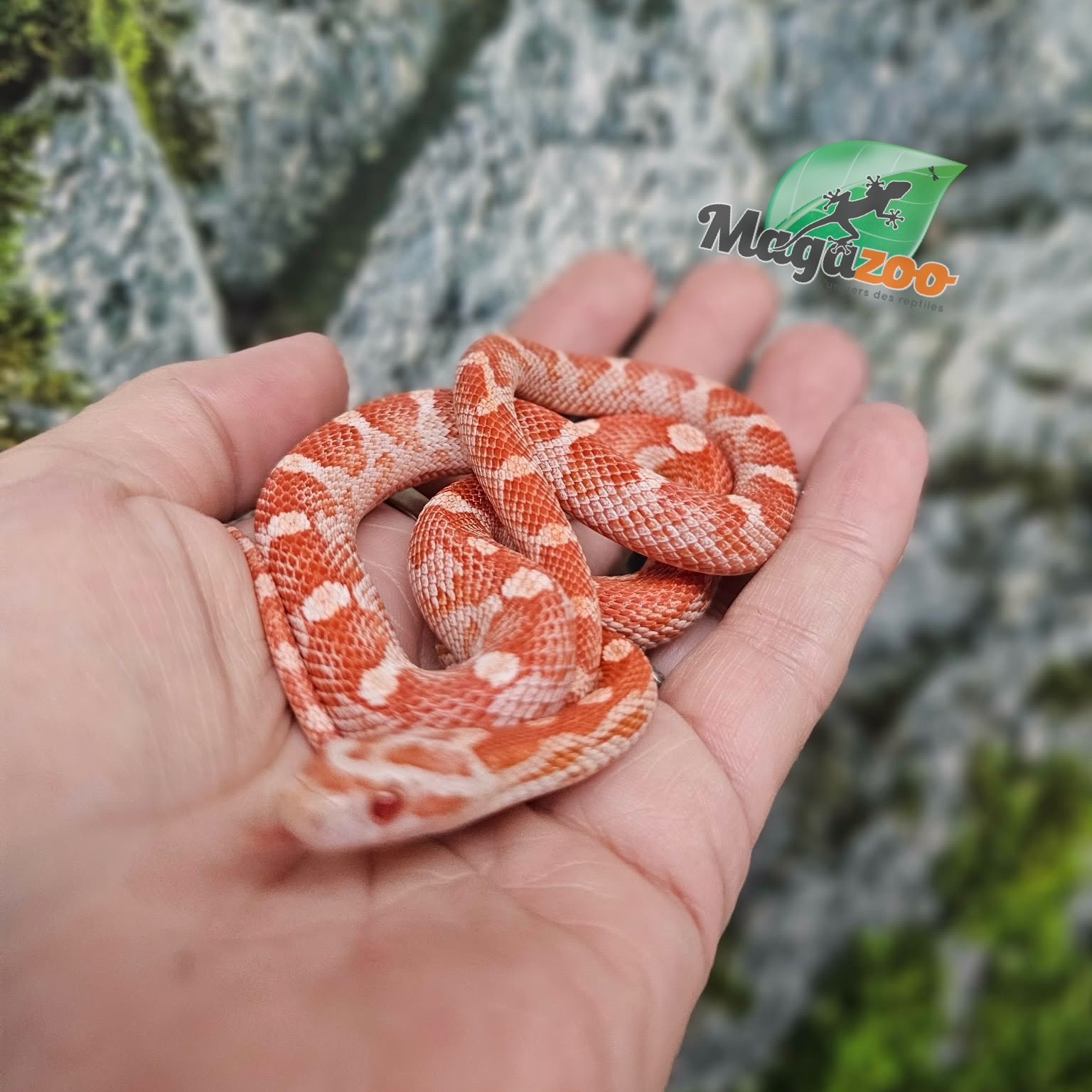 Magazoo Female Amel Motley Corn snake 06/21/25