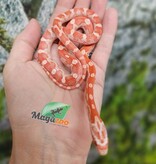 Magazoo Serpent des Blés Amel Motley femelle 21/6/25