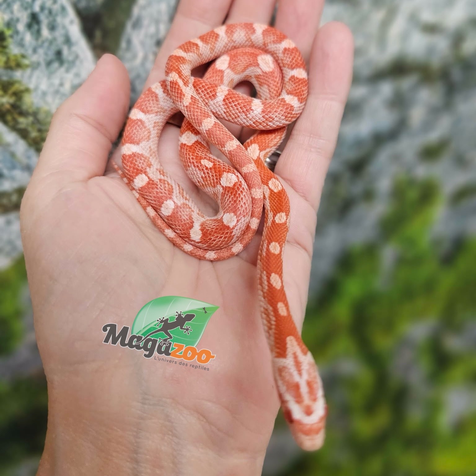 Magazoo Serpent des Blés Amel Motley femelle 21/6/25