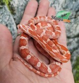 Magazoo Serpent des Blés Amel Motley femelle 21/6/25