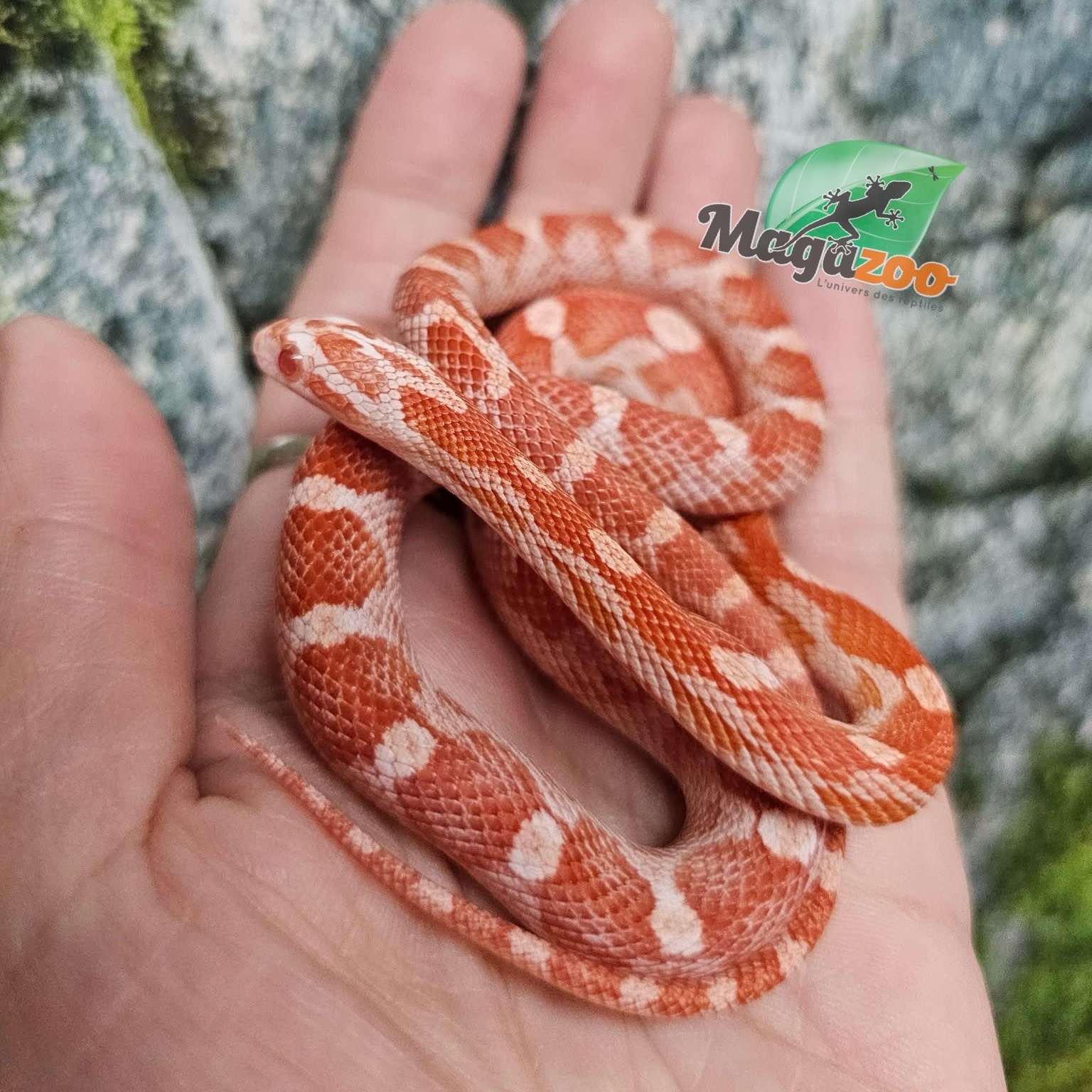 Magazoo Serpent des Blés Amel Motley femelle 21/6/25