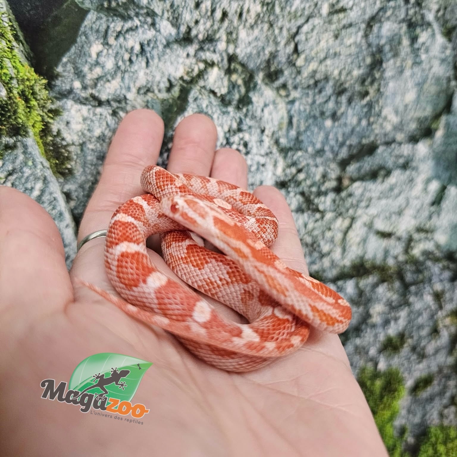 Magazoo Female Amel Motley Corn snake 06/21/25