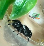 Magazoo Araignée sauteuse  / Phiddipus regius 'Dark Orange' Mâle
